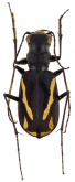 Cicindela (Cicindelidia) luteolineata (Chevrolat, 1856)