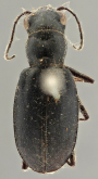 Cicindela (Cicindelidia) nigrilabris (Bates, 1890)