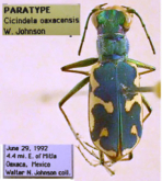 Cicindela (Cicindelidia) oaxacensis (Johnson, 1994)