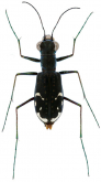 Cicindela (Cicindelidia) abdominalis Fabricius, 1801