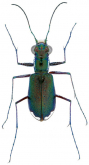 Cicindela (Cicindelidia) floridana (Cartwright, 1939)