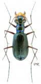 Cicindela (Cicindelidia) highlandensis (Choate, 1984)