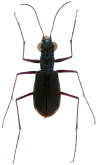 Cicindela (Cicindelidia) highlandensis (Choate, 1984)