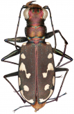 Cicindela (Cicindelidia) melissa Duran & Roman, 2014