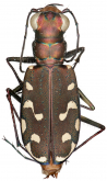 Cicindela (Cicindelidia) melissa Duran & Roman, 2014