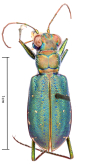 Cicindela (Cicindelidia) nigrocoerulea nigrocoerulea