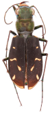 Cicindela (Cicindelidia) obsoleta vulturina LeConte, 1853