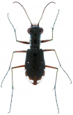 Cicindela (Cicindelidia) scabrosa Schaupp, 1884