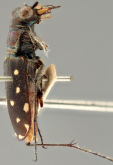 Cicindela (Cicindelidia) rufiventris ventanasa Bates, 1890