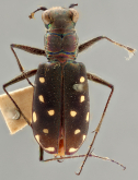 Cicindela (Cicindelidia) rufiventris ventanasa Bates, 1890