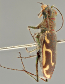 Cicindela (Cicindelidia) psilogramma Bates, 1890