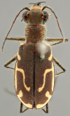 Cicindela (Cicindelidia) psilogramma Bates, 1890