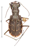 Cicindela (Cicindelidia) trifasciata ascendens Leconte, 1851