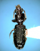 Clivina (Clivina) lobata ryukyuensis Habu, 1975