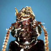 Clivina (Clivina) lobata ryukyuensis Habu, 1975