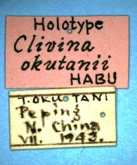 Clivina (Clivina) okutanii Habu, 1958