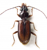 Cnides cf jeanneli Ueno, 1985