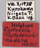 Coptodera (Coptoderina) eluta Andrewes, 1923 (madara Habu, 1957 )