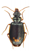 Coptodera (Coptoderina) subapicalis Putzeys, 1877a: 84
