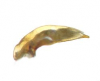 Coptodera (Coptoderina) subapicalis Putzeys, 1877a: 84