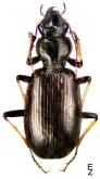 Craspedonotus margellanicus Kraatz, 1884c: 229