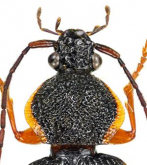 Dischissus japonicus Andrewes, 1933: 5