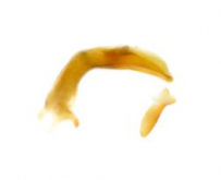 Dischissus japonicus Andrewes, 1933: 5