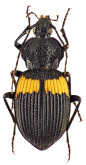 Craspedophorus chevalieri Alluaud, 1915 