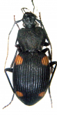 Craspedophorus lykaon Kirschenhofer, 2012