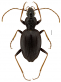 Ctenognathus cardiophorus (Chaudoir, 1878)