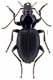 Ctenognathus novaezelandiae (Fairmaire, 1843)