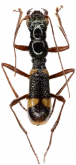 Ctenostoma (Euctenostoma) klugeanum W. Horn, 1915