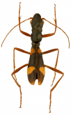 Ctenostoma (Euctenostoma) sahlbergi Chaudoir, 1860