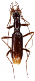 Ctenostoma (Microprocephalus) pusillum Naviaux, 1998