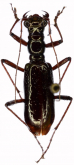 Ctenostoma (Naviauxiana) longipalpe Naviaux, 1998