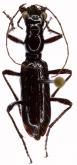 Ctenostoma (Naviauxiana) nigrum nigrum
