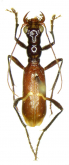 Ctenostoma (Naviauxiana) trinidadensis Naviaux & Brzoska, 2009