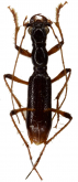 Ctenostoma (Neoprocephalus) angustoobliquatum W. Horn, 1925