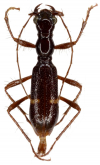 Ctenostoma (Neoprocephalus) brendelli Naviaux, 1998