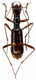 Ctenostoma (Neoprocephalus) ibidion ibidion
