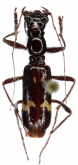 Ctenostoma (Neoprocephalus) maculicorne (Chevrolat, 1856)