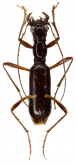 Ctenostoma (Neoprocephalus) wappesi Naviaux, 1998