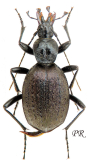 Cychrus (Cychrus) aeneus aeneus Fisher-Waldheim, 1824
