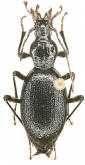 Cychrus (Cychrus) angustior Kleinfeld, 2000