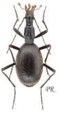 Cychrus (Cychrus) cylindricollis Pini, 1871