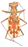 Cylindera (Ellipsoptera) cuprascens (Leconte, 1852)