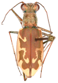 Cylindera (Ellipsoptera) sperata sensu stricto