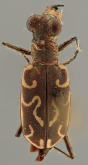 Cylindera (Eugrapha) biprolongata (W.Horn, 1924)