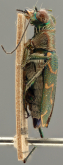 Cylindera (Eugrapha) mutata (Fleutiaux, 1893)