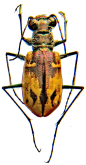 Cylindera (Eugrapha) trisignata subsuturalis (Souverbie, 1855)